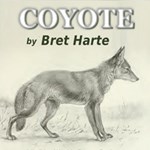 Coyote