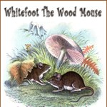 Whitefoot the Wood Mouse